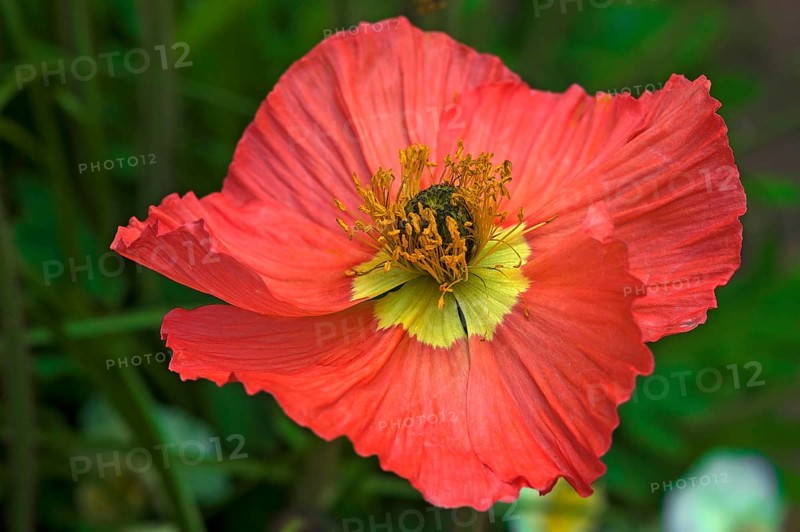 Iceland poppy 'Garden Gnome' (Papaver nudicaule)