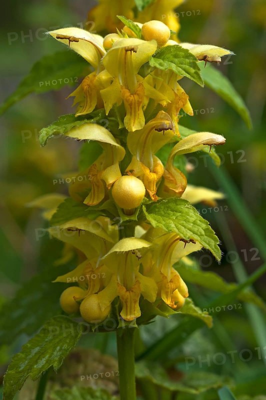 Yellow Archangel (Lamium galeobdolon)