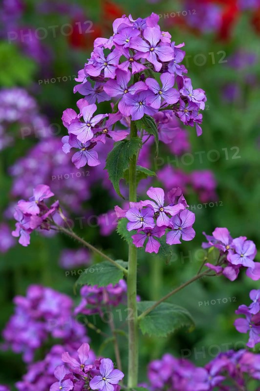 Annual Honesty (Lunaria annua)