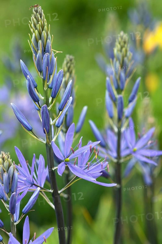 Cussick's Camas (Camassia cusickii)