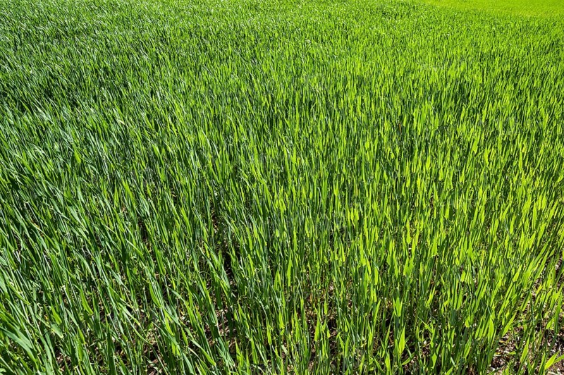Young Winter wheat (Triticum)