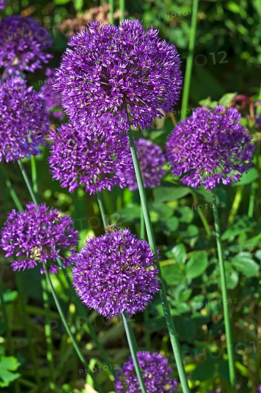 Giant Onion (Allium giganteum)