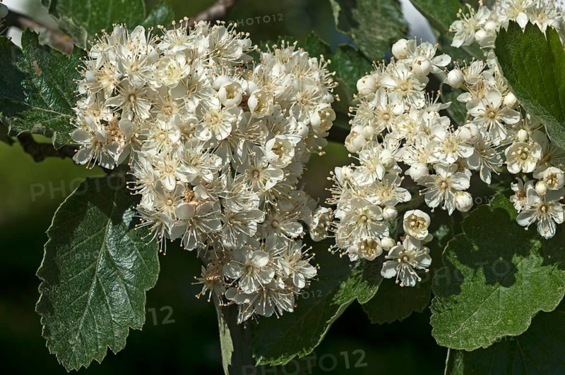 Blossoms of Common Whitebeam (Sorbus aria)