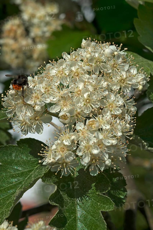 Blossoms of Common Whitebeam (Sorbus aria)