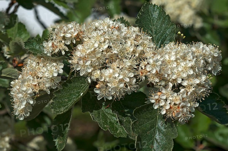 Blossoms of Common Whitebeam (Sorbus aria)
