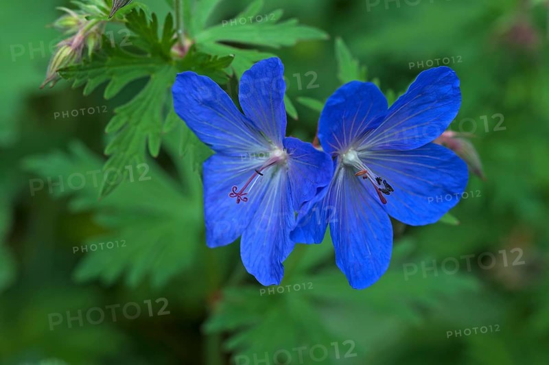 Meadow cranesbill (Geranium pratense)