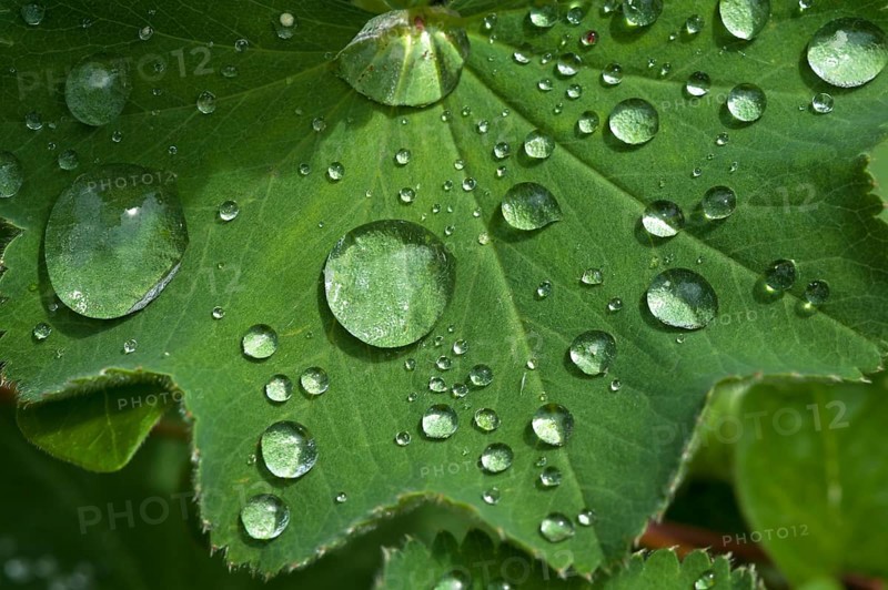 Lady's mantle (Alchemilla)