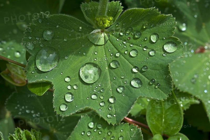 Lady's mantle (Alchemilla)