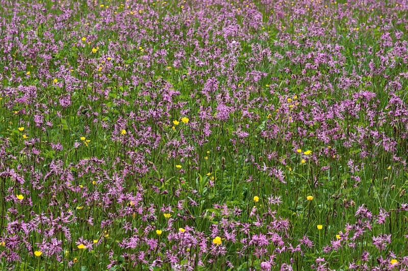 Meadow with blossoming Ragged Robin (Lychnis flos-cuculi) and buttercup (Ranunculus)