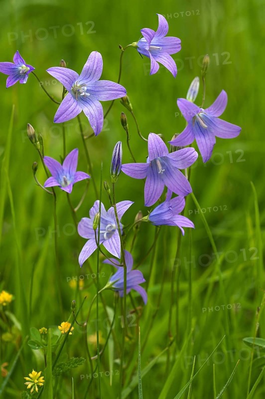Spreading bellflower (Campanula patula)