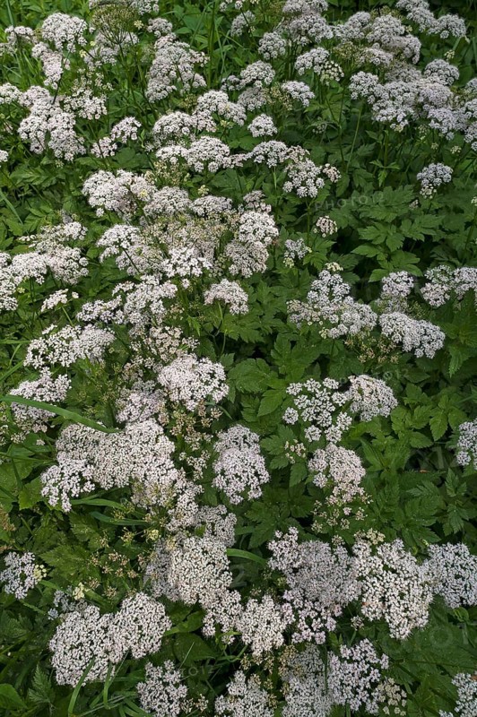 Flowering ground elder (Aegopodium podagraria)