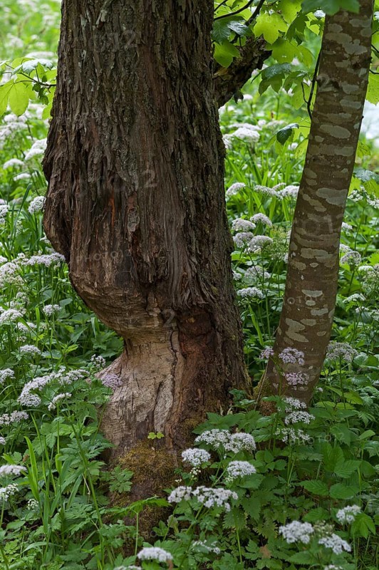 Beaver damage