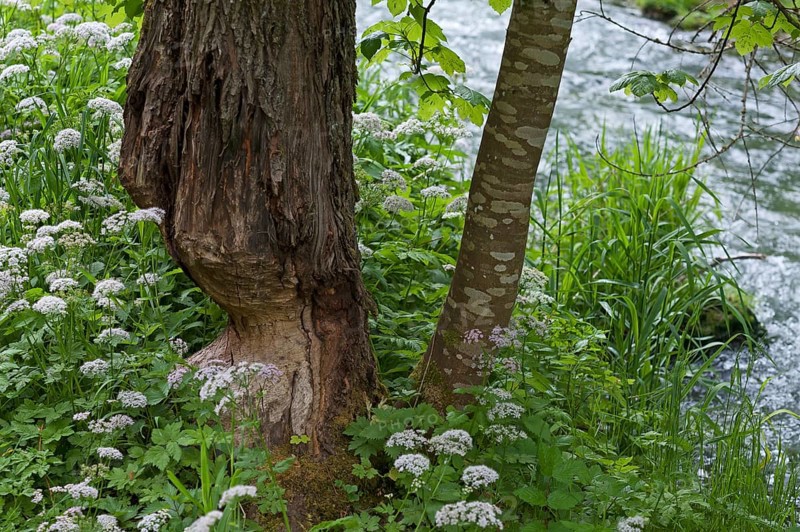 Beaver damage