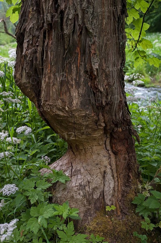 Beaver damage