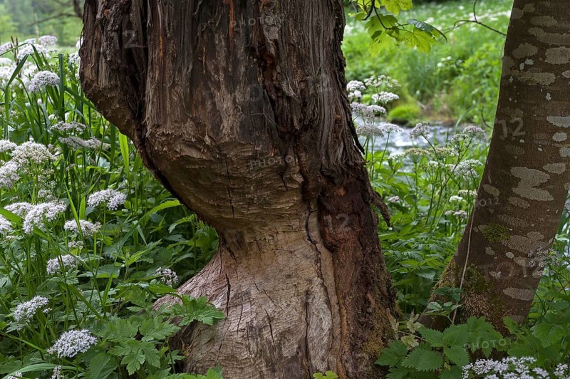 Beaver damage