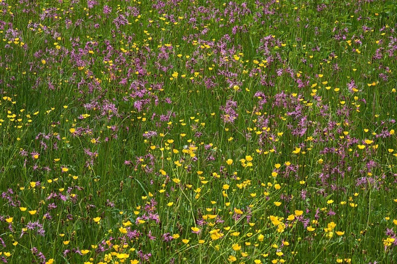 Flowering meadow with Ragged Robins (Lychnis flos-cuculi) and Meadow Buttercups (Ranunculus acris)