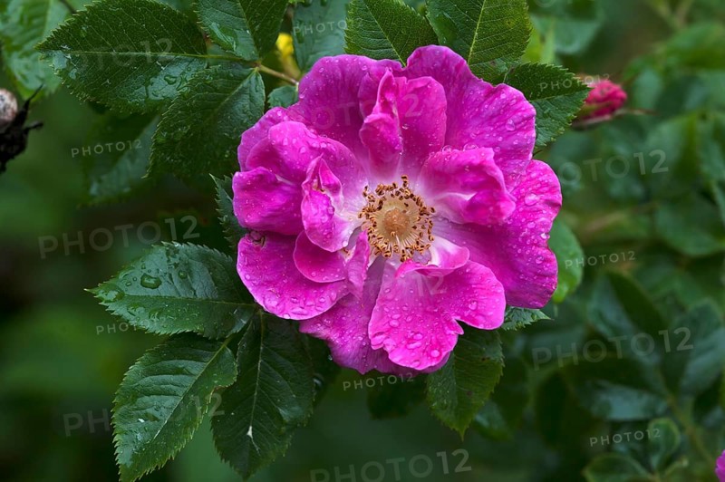 Flower of a Wild Rose (Rosa sp.) with drops of water