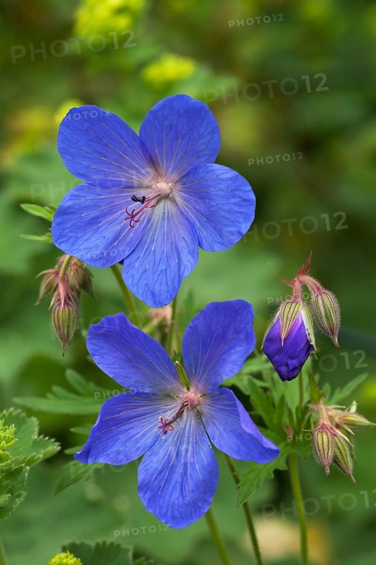 Meadow Cranesbill (Geranium pratense)
