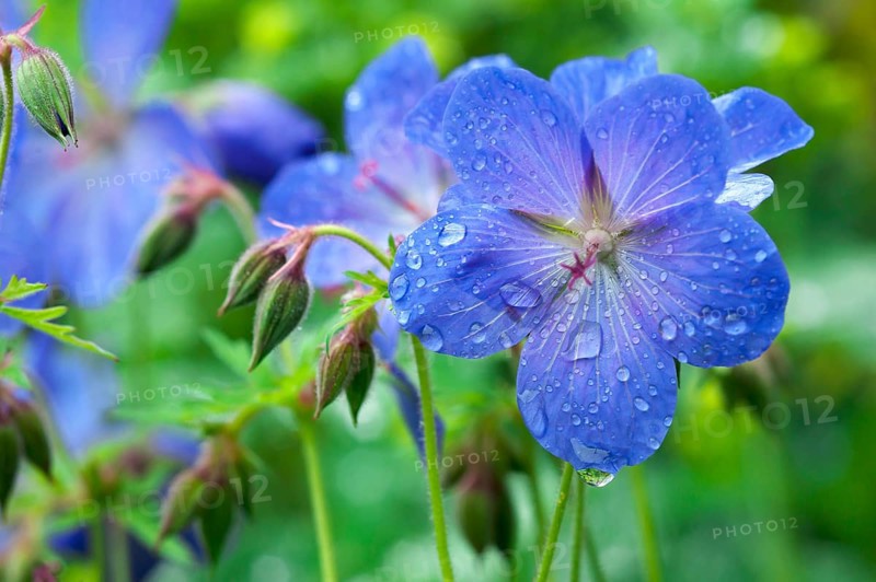 Meadow Cranesbill (Geranium pratense) with drops of water
