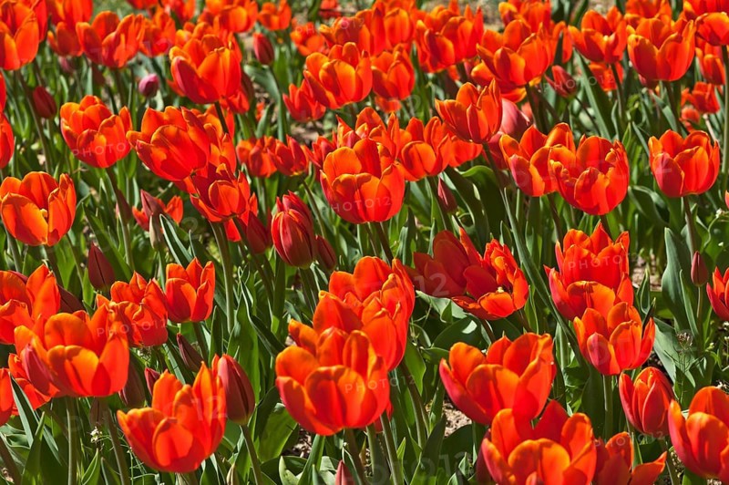 Red Tulips (Tulipa sp.)