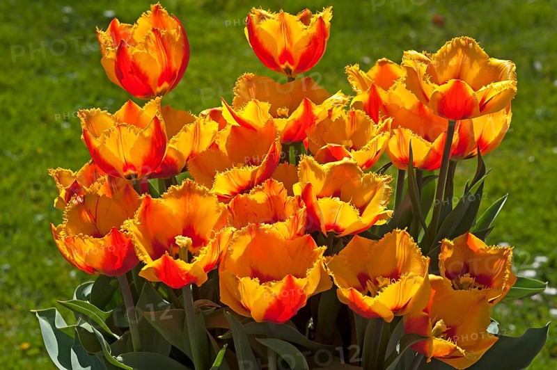 Flowering Crispa Tulips Fringed flair (Tulipa sp.)
