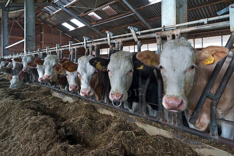 Young cattle at the feed fence in an exercise pen