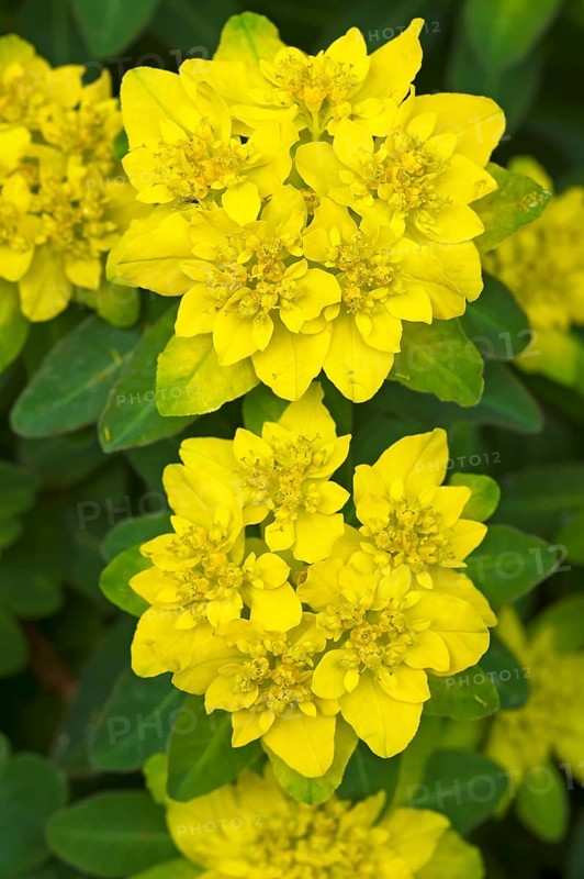 Cushion Spurge (Euphorbia epithymoides)