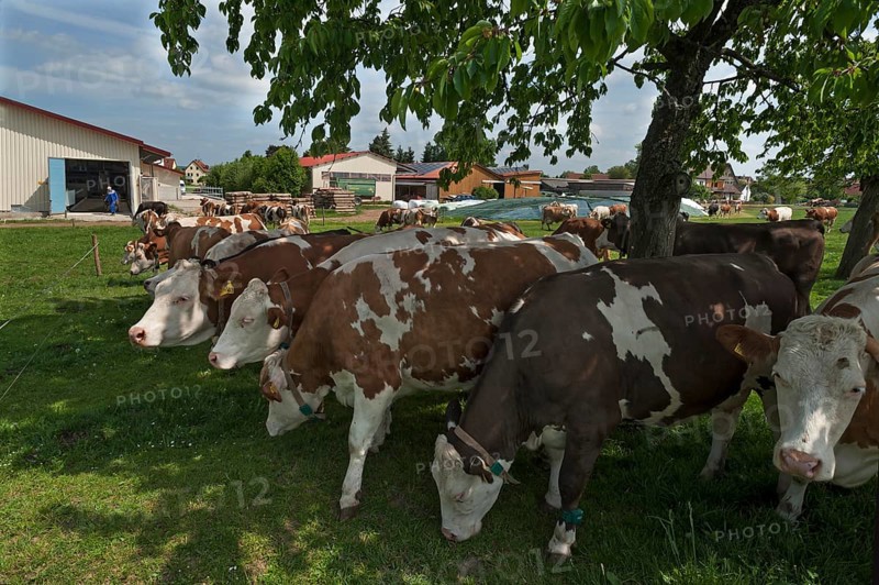 Dairy cows