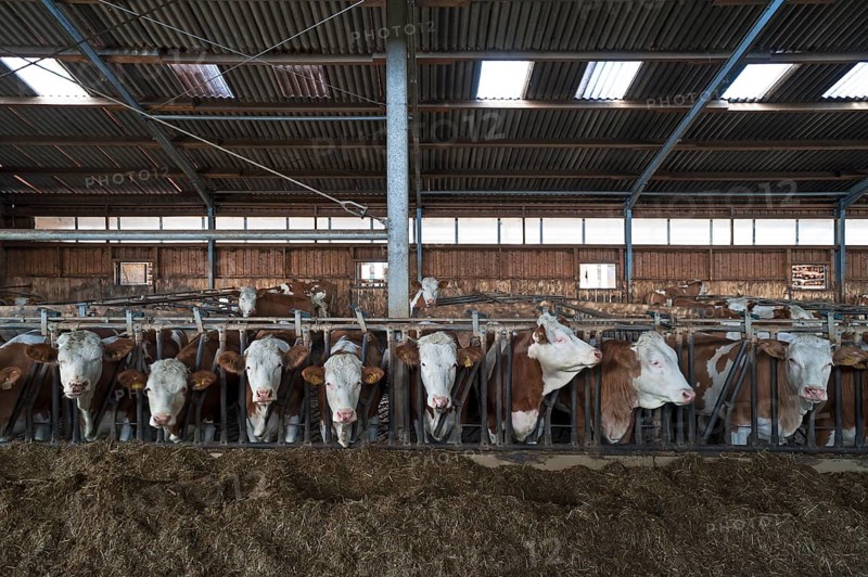 Young cattle at the feed fence in an exercise pen