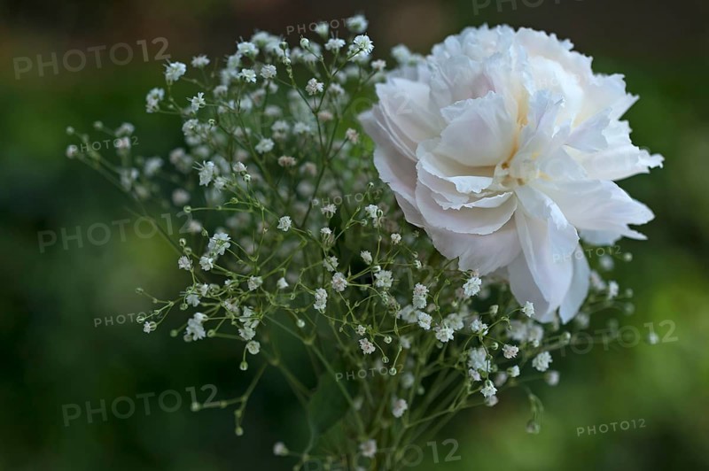 Peony (Paeonia sp.) with baby's breath (Gypsophila paniculata)