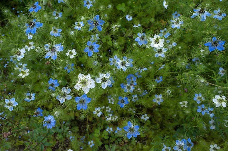 Flowering Love-in-a-mist (Nigella damascena)