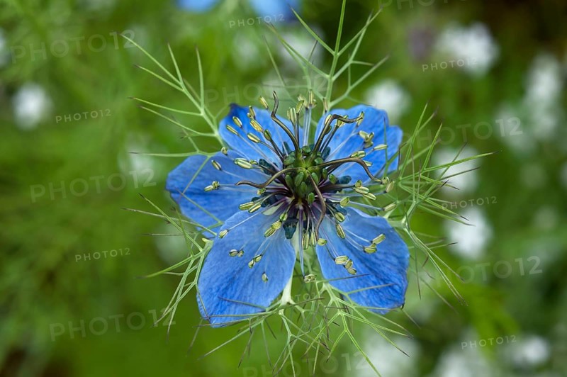 Love-in-a-mist (Nigella damascena) blossom