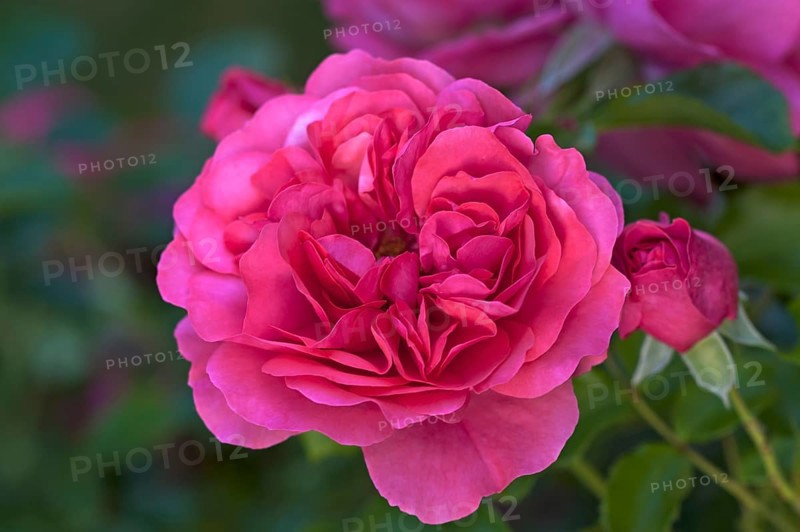 Flowering Karina roses (Rosa sp.)