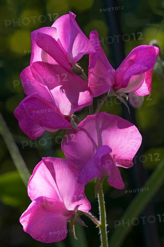 Sweet Pea (Lathyrus odoratus)