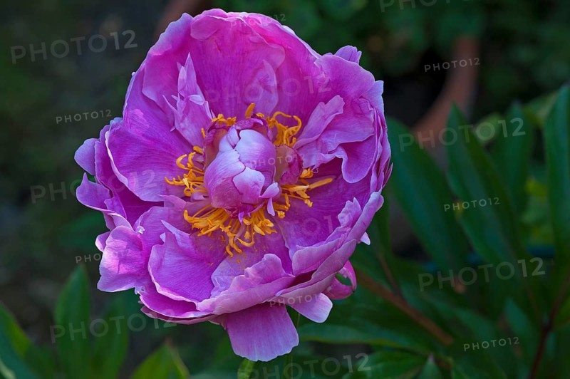 Peony flower (Paeonia sp.)