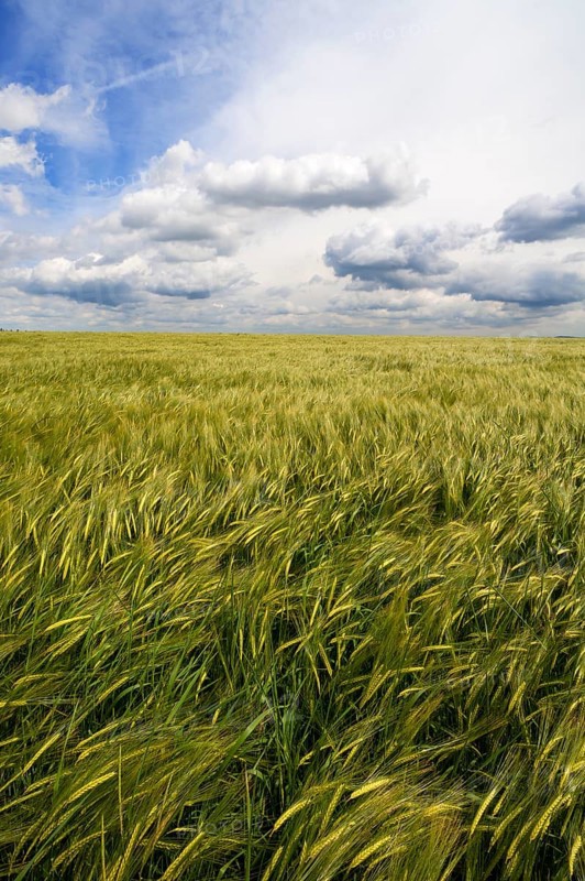 Waving Barley field (Hordeum) with cloudy sky
