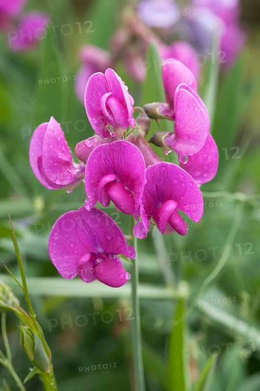 Sweet pea (Lathyrus odoratus) with raindrops