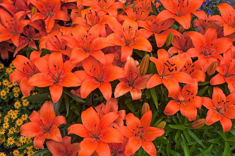 Orange Tiger Lilies (Lilium lancifolium)