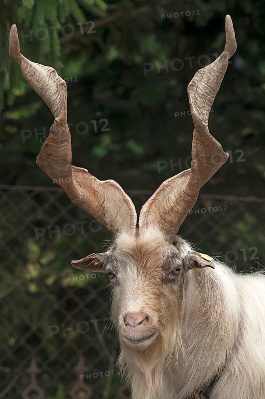 Girgentana goat (Capra)