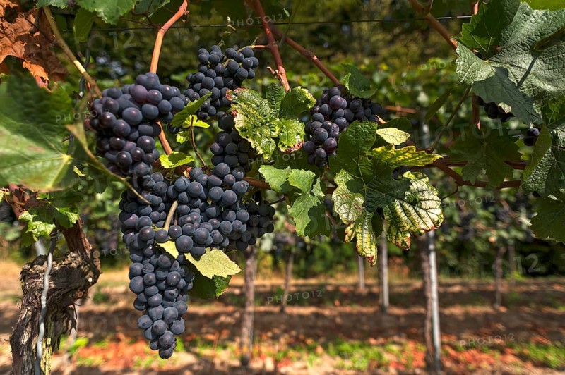 Ripe blue grapes on vines