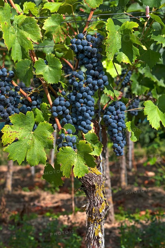 Blue grapes on vine