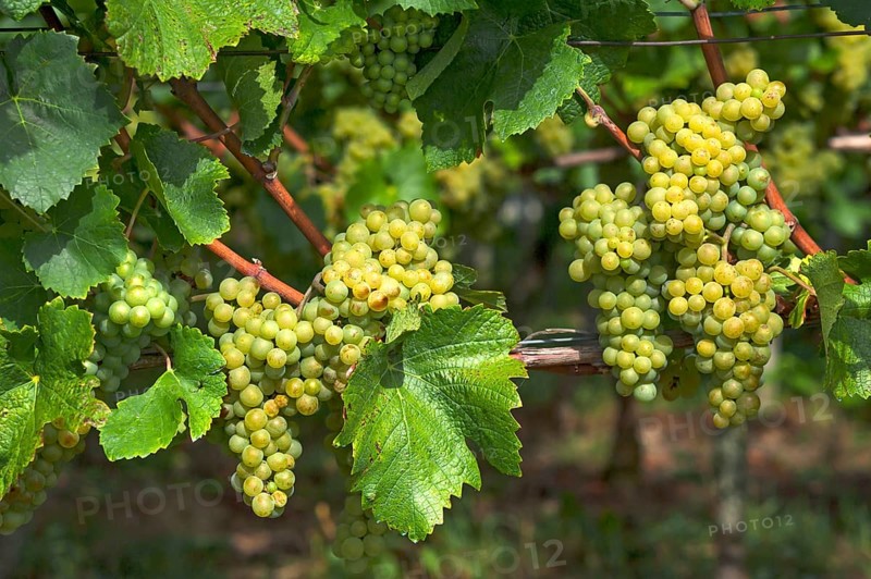 White grapes on vine