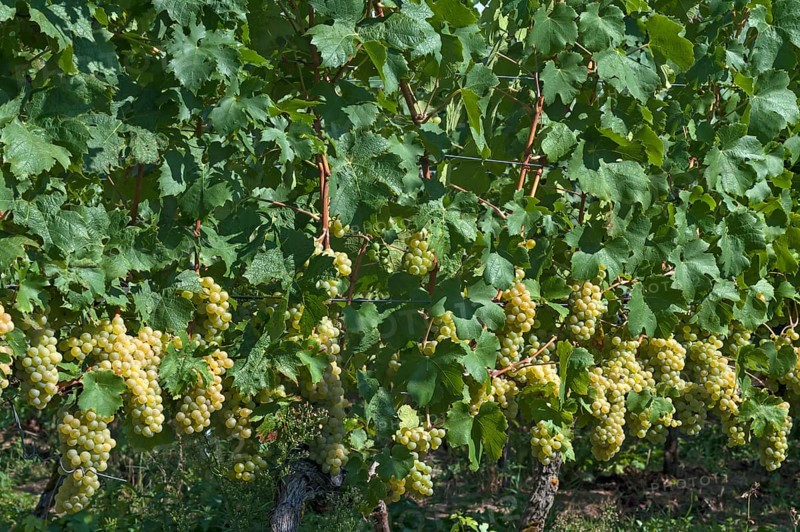 White grapes on vines