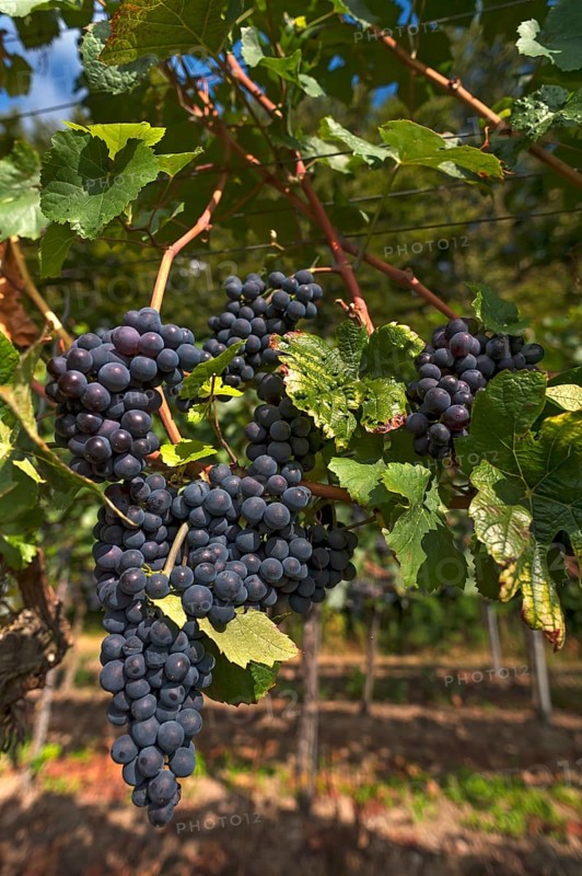 Ripe blue grapes on vines