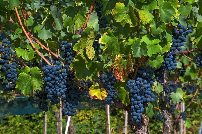 Blue grapes on vine