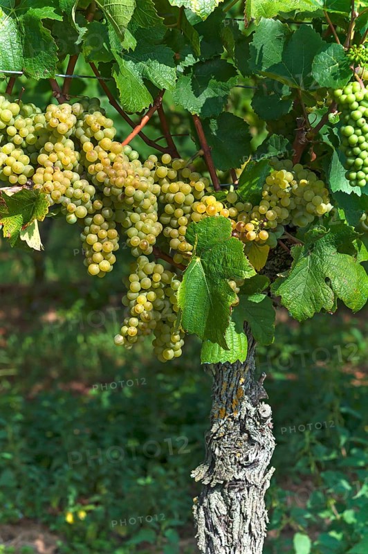 White grapes on vine