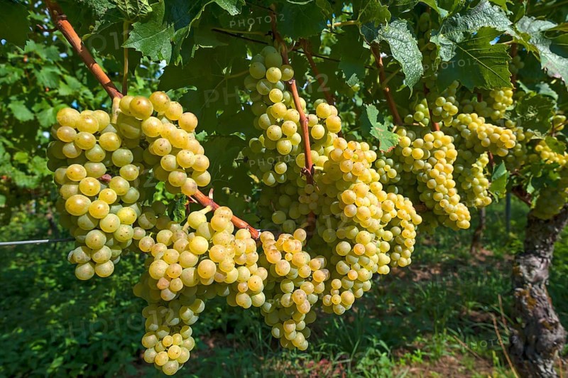 White grapes on vines