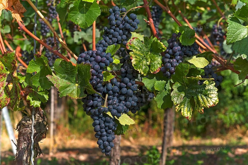 Ripe blue grapes on vines