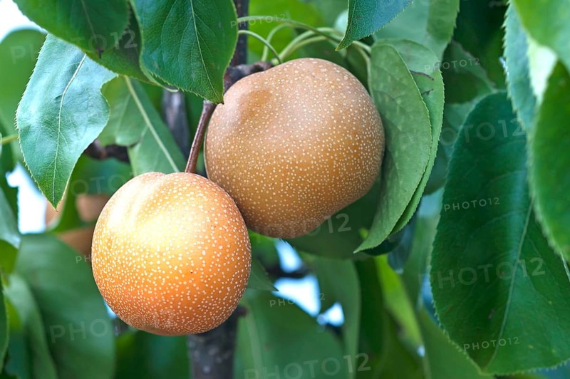 Asian pear (Pyrus pyrifolia)