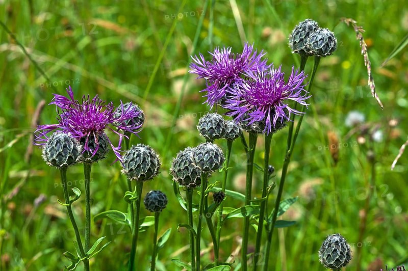 Greater knapweed (Centaurea scabiosa)